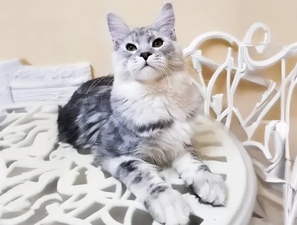 Maine coon 4 Images