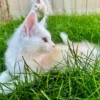 Purrfect Maine Coon Cat Names