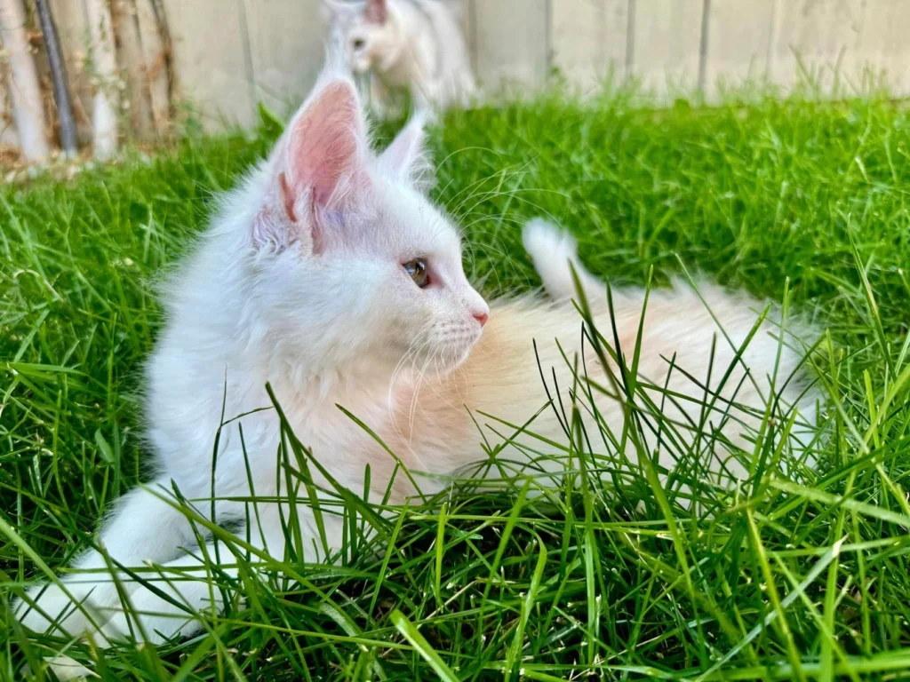 Purrfect Maine Coon Cat Names
