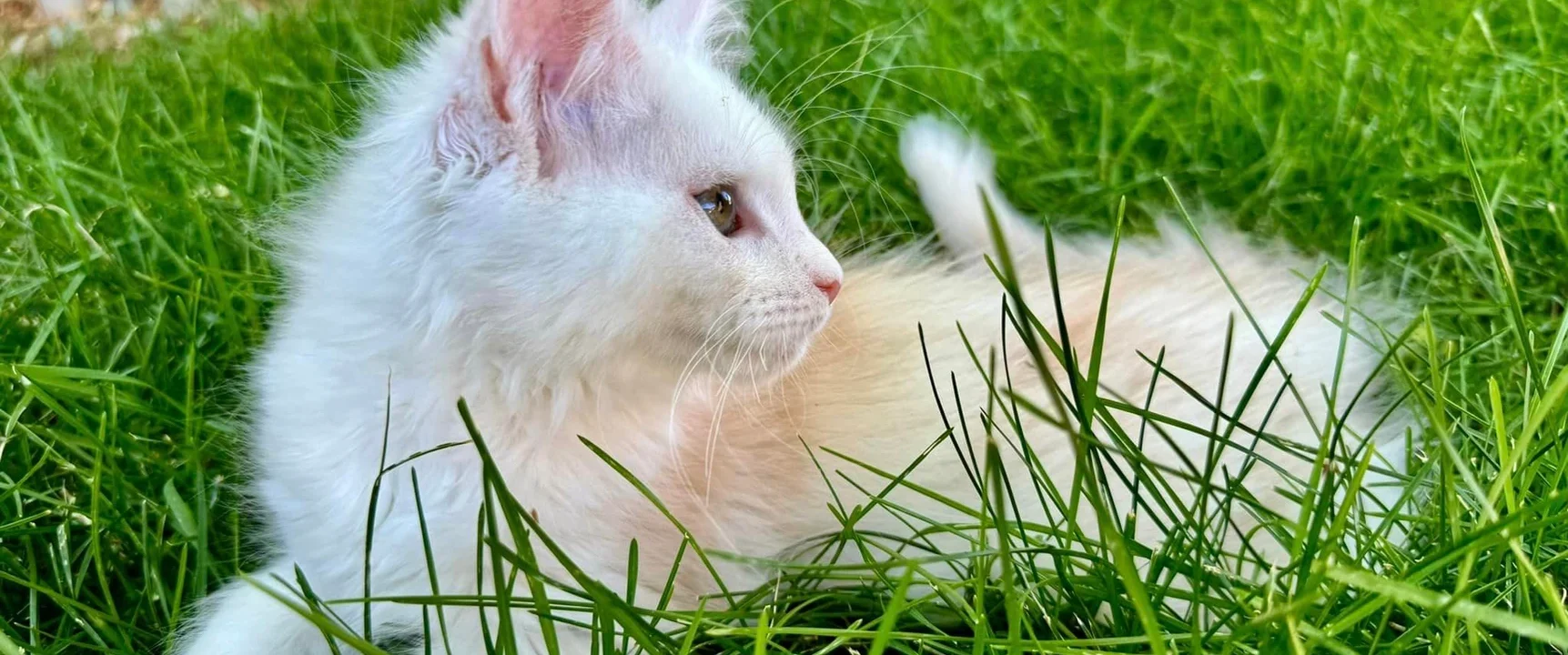 Purrfect Maine Coon Cat Names