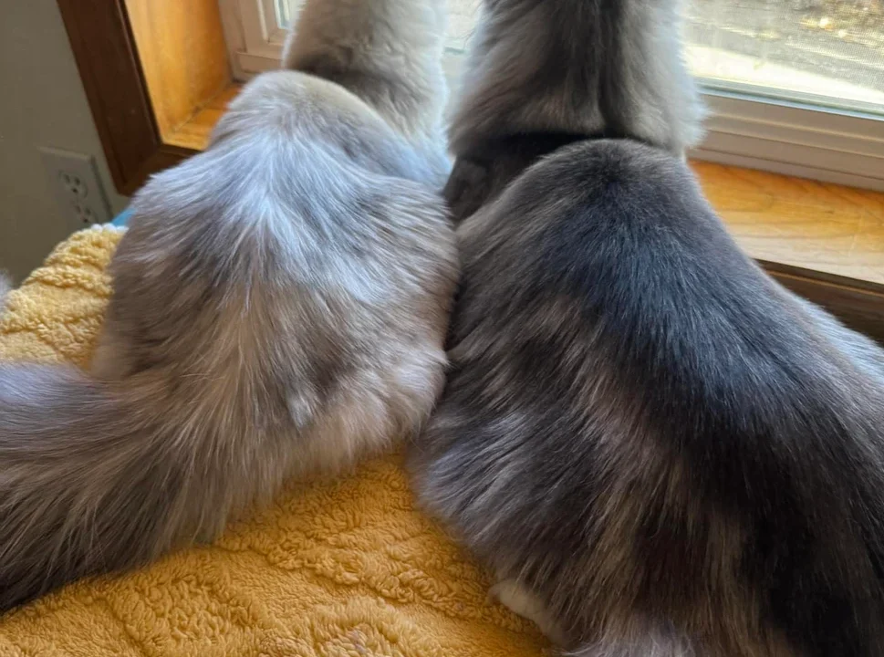 The Truth Behind The Differences of Male and Female Maine Coon