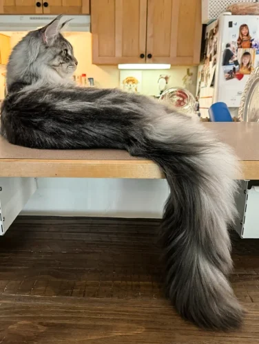 9 Useful Maine Coon Grooming Tips