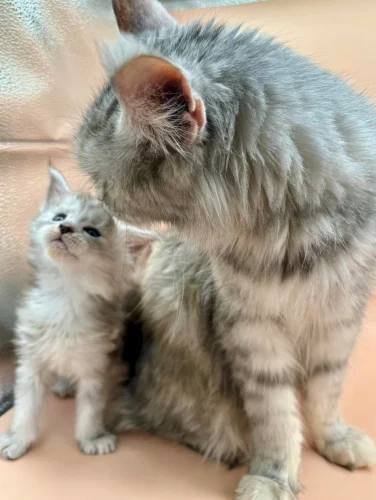 All About Maine Coon Cats