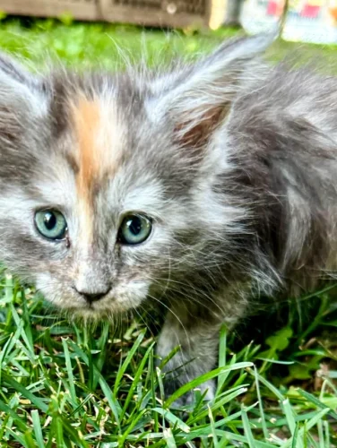 Are Maine Coons Really Trainable