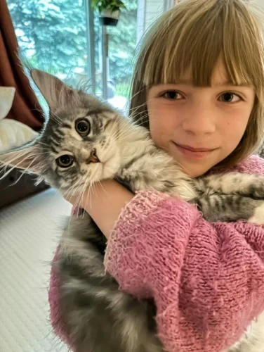 Do Maine Coon Cats Make Good House Pet