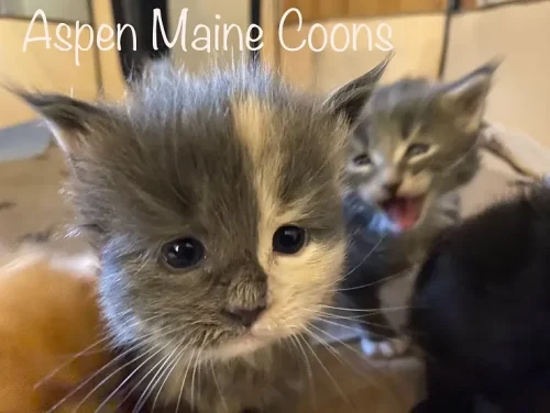How Much Does A Maine Coon Cat Cost