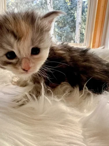 How to Care Your Newly Adopted Coon Cat
