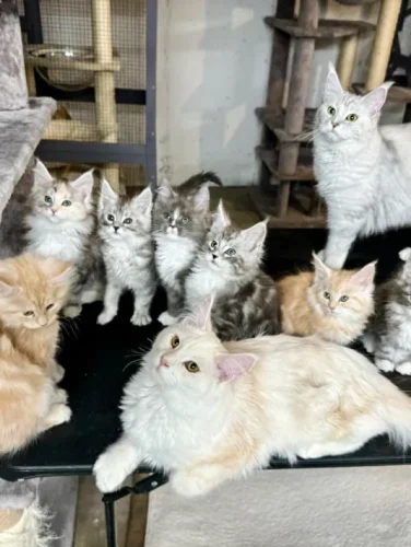 How to Identify a Maine Coon Kitten