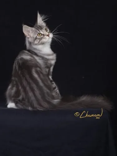 Maine Coon Coat Colors Identified