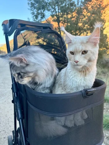 Maine Coon Dental Issues