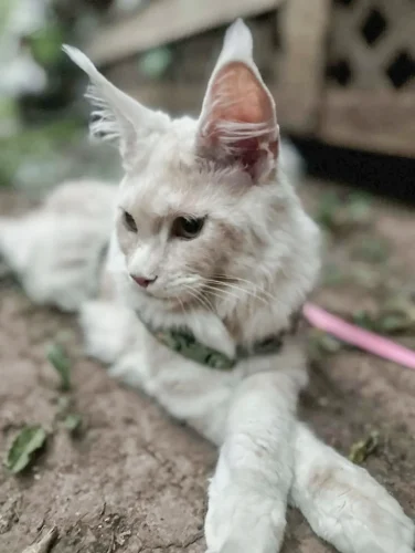 Maine Coon Leash Training