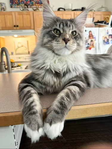 Maine Coon Nasal Issues
