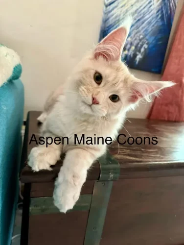 Maine-Coon-Personality-Profile