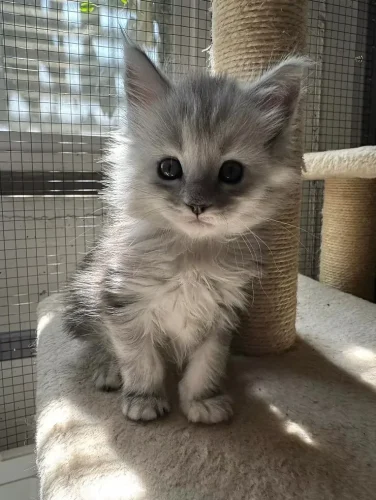 Maine Coon Tested & Approved! All the Must Haves For Your New Maine Coon Cat or Kitten!_11zon