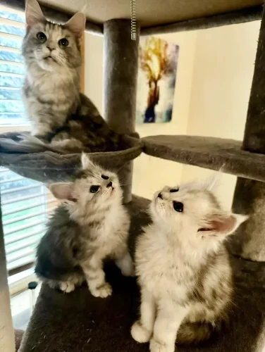 Maine Coon Tested & Approved