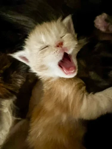Maine Coon Weird Noises
