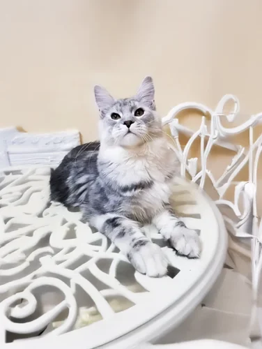 Maine coon 4 Images