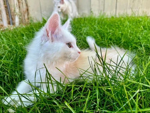 Purrfect Maine Coon Cat Names