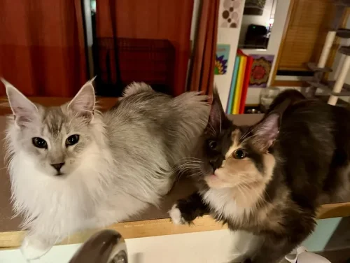 The Story of Aries - Of Course Cats are Emotional Beings