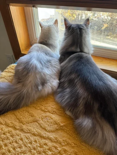 The Truth Behind The Differences of Male and Female Maine Coon