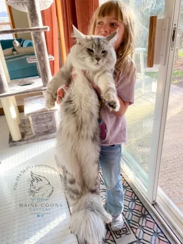 True Size of Maine Coon Cats