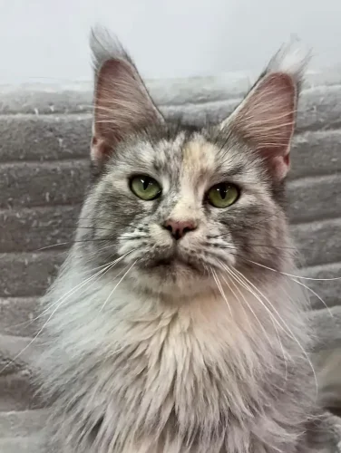 Unraveling the Secrets of Maine Coon Cat Health_11zon