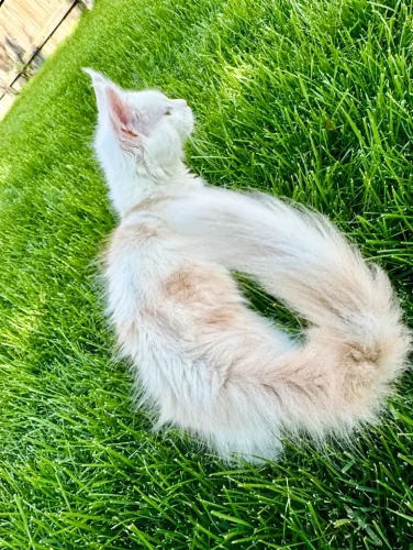 What You Need to Know About Genetic Concerns for Maine Coon Cat