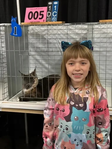 wonderful world of showing cats