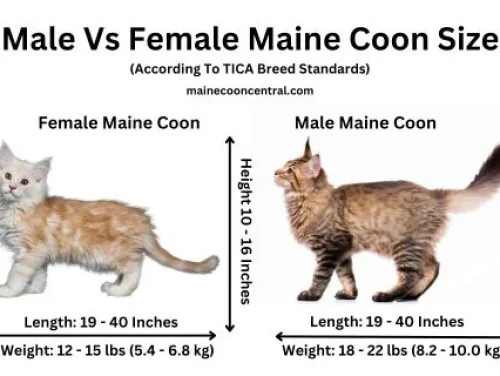 mian coon growth and size